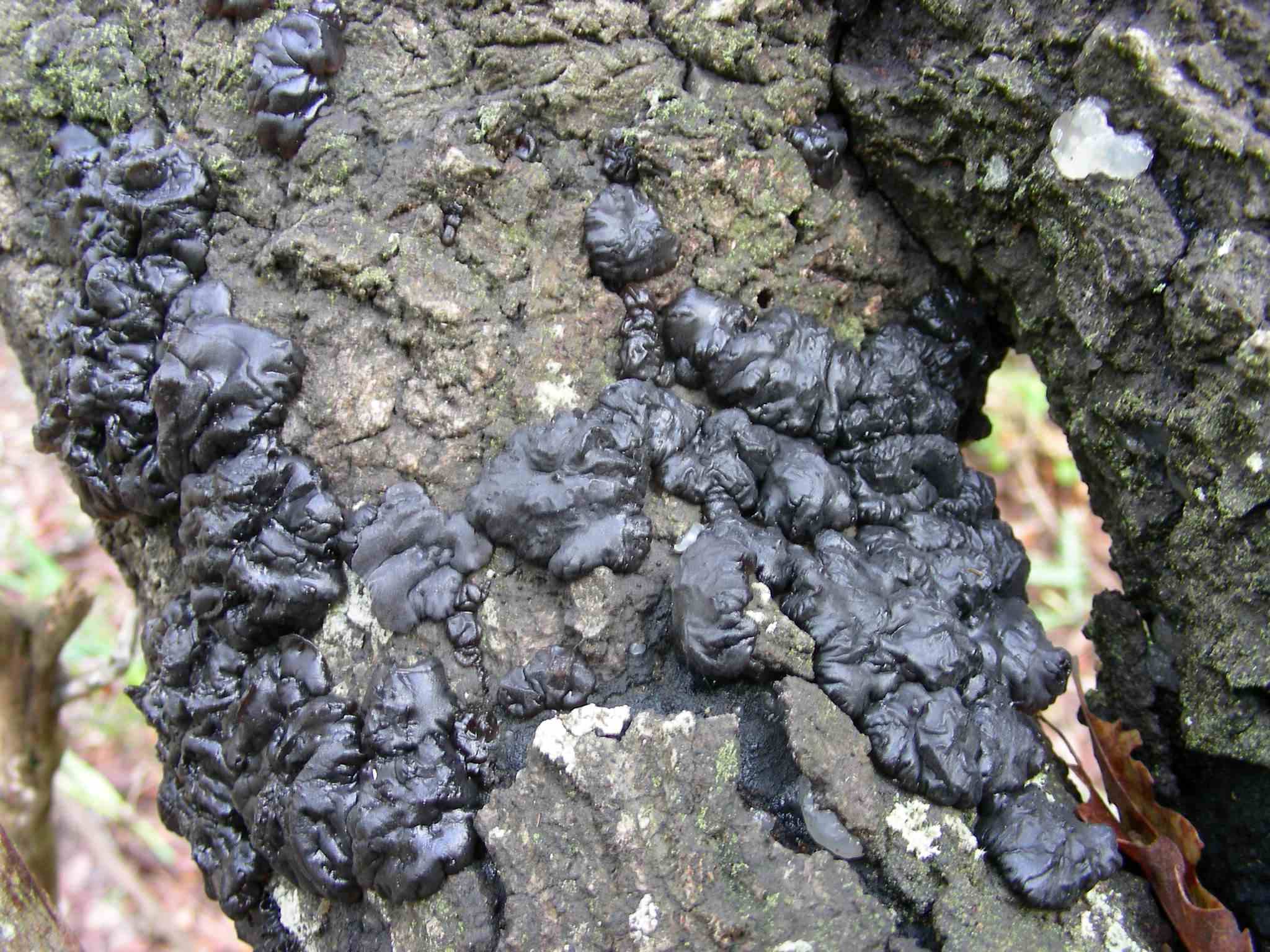 1624 Marzo vecchio ritrovamento